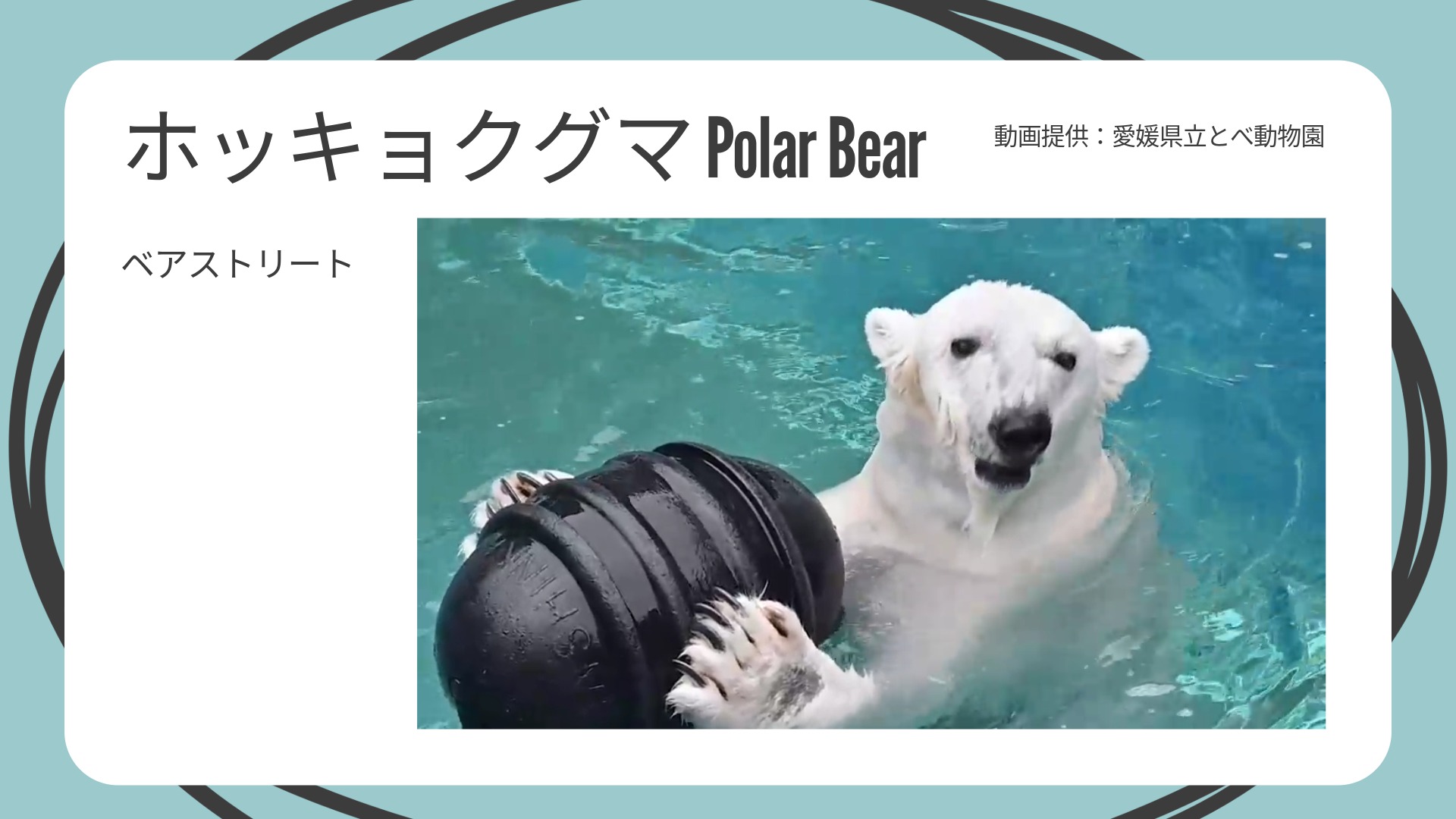 とべ動物園　コラボ企画　「とべ動物園アニマルウォッチ」だより