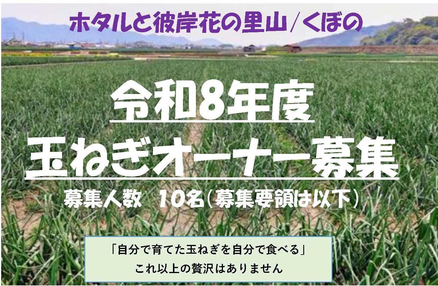 おしらせ 　松山市窪野町（くぼのまち）Ｒ８年度　玉ねぎオーナー制度